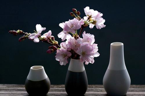 Красивейшее событие весны в Ялте - фестиваль «Цветущая сакура»