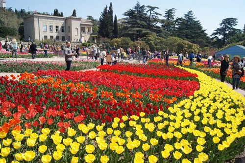 Парад тюльпанов в Никитском саду начался 21 апреля